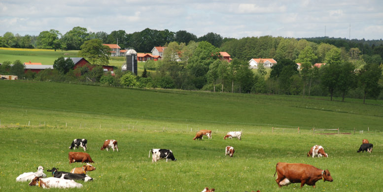 Grönt fält med betande kor. Foto.