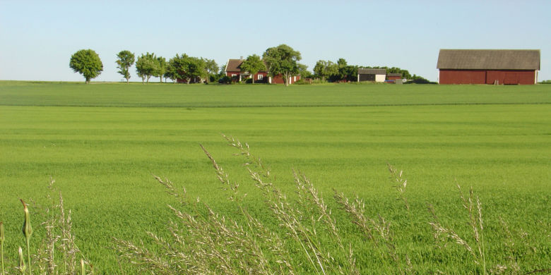 Grönt fält med lantbruksbyggnader i bakgrunden. Foto.