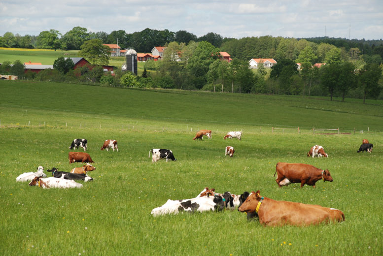 Grönt fält med betande kor. Foto.