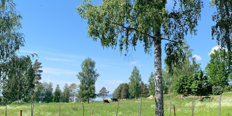 Naturbetesmark i Vikarbyn Rättviks kommun, Dalarna. Bild av Harold Opdenbosch, juni 2021.